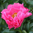PAEONIA 'PAULA FAY' 2G