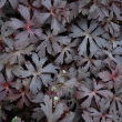 GERANIUM 'ESPRESSO' 1G