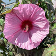 Hibiscus 'berry Awesome' 1g