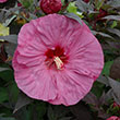 HIBISCUS 'BERRY AWESOME' 2G
