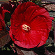 HIBISCUS 'MIDNIGHT MARVEL' 3G