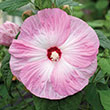 Hibiscus 'Honeymoon Light Rose'