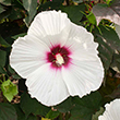 HIBISCUS 'DREAM' 5G