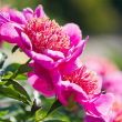 PAEONIA 'NEON' 2G