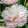 PAEONIA 'PECHER' 2G