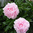 PAEONIA 'VOGUE' 2G