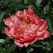 Paeonia 'coral Sunset' 2g