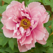 PAEONIA 'ITOH FIRST ARRIVAL' 5G