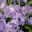 PHLOX 'BLUE MOON' 1G