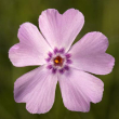 PHLOX 'GOLDIPHLOX LT PINK' 1G