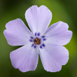 PHLOX 'GOLDIPHLOX LAV' 1G