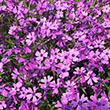 Phlox subulata 'Purple Beauty'