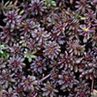 SEDUM 'AUTUMN JOY' 1QT
