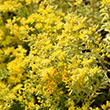 SEDUM 'DREAM DAZZLER' 1QT
