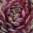 SEMPERVIVUM 'FIRE QUARTZ' 1G