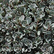 SEDUM DARK MAGIC' 1G