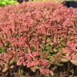 SEDUM 'NERDS' 1G