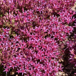 SEDUM 'ROCK CANDY' 1G