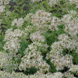 SEDUM 'THUNDERCLOUD' 1G