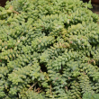 SEDUM 'TRAILING TRIO' 1G