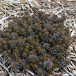 SEDUM 'VERA JAMESON' 1QT