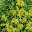 SEDUM 'LITTLE MISS SUNSHINE' 1QT