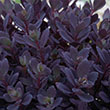 Sedum Sunsparkler 'Plum Dazzled'