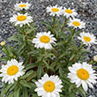 LEUCANTHEMUM 'SNOW CAP' QT