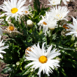 LEUCANTHEMUM 'SPUN SILK' 1G