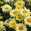 LEUCANTHEMUM 'GOLDFINCH' 1G