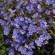 Veronica peduncularis 'Georgia Blue'