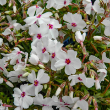 PHLOX 'AMAZING GRACE' QT