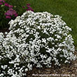 ACHILLEA 'PETER COTTON TAIL' 1G