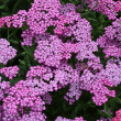ACHILLEA 'NEW VINT VIOLET' 1QT