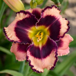 HEMER 'ROCK SOLID' 1G