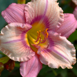 HEMER 'STEPHANIE RETURNS' 1G