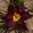 HEMER 'BLACK VELVET BABY' 2G