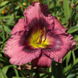 HEMER 'KANSAS KITTEN' 2G