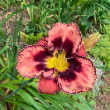 HEMER 'MANICURED MAJESTY' 2G