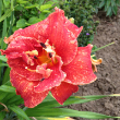 HEMER 'MOSES' FIRE' 2G