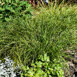 CAREX 'PENNSYLVANICA' 1QT