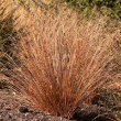 CAREX 'RED ROOSTER' 1G