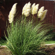 CORTADERIA  'PUMILA' 3G