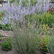 SPOROBOLUS 'TARA' 1G