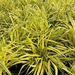 HAKONECHLOA MACRA AUREOLA 1G