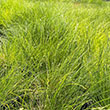 CAREX APPALACHICA 1G