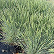 FESTUCA 'ELIJAH BLUE' 1G