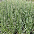 ANDROPOGON 'BLACKHAWKS' 3G