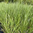 CALAMAGROSTIS 'KARL FOERSTER' 1G