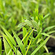 CHASMANTHIUM 'LATIFOLIUM' 1G